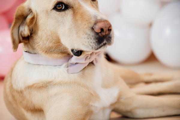 Kokarda do obroży dla psa Kentucky Dogwear Velvet