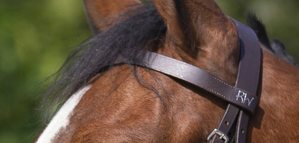 Ogłowie z płaskim nachrapnikiem Riding World