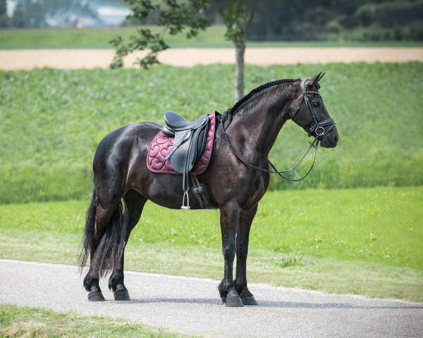Czaprak ujeżdżeniowy QHP Lily