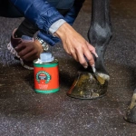 Olej ochronny do kopyt z olejkiem z drzewa herbacianego Carr & Day & Martin Cornucrescine Tea Tree Hoof Oil