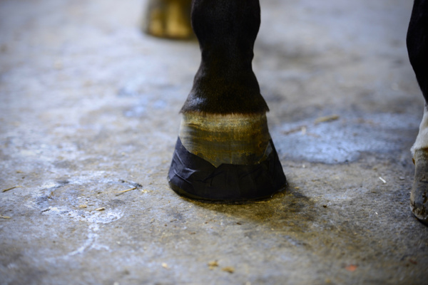 Ochronna taśma na kopyto Kentucky Horsewear Sole Tape