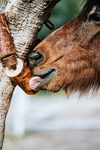 Gryzak dla koni Candy Horse Natura