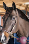 Kula ochronna do uwiązu Kentucky Horsewear