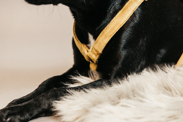 Szelki dla psa Kentucky Dogwear Loop Velvet