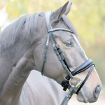 Nachrapnik szwedzki Kavalkade Charlotte