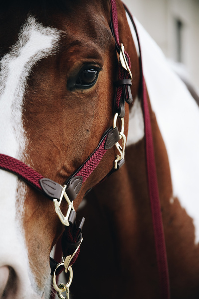 Kantar dla konia Kentucky Horsewear Plaited Nylon