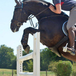 Popręg z fartuchem Kavalkade Standard