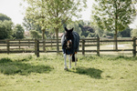 Derka siatkowa przeciw owadom z wodoodpornym grzbietem Kentucky Horsewear Waterproof Combo Fly Rug Classic