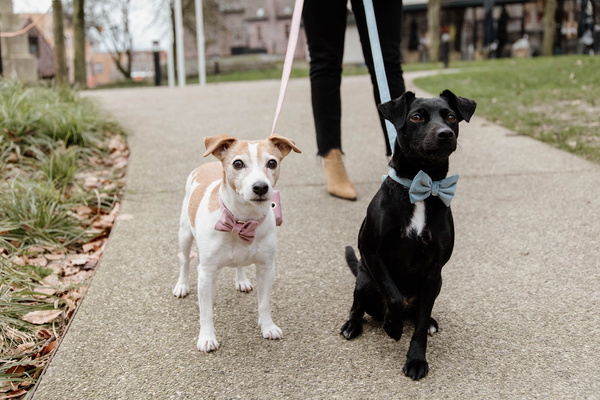 Kokarda do obroży dla psa Kentucky Dogwear Velvet