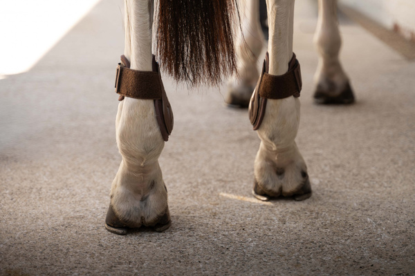 Ochraniacze tylne Kentucky Horsewear Young Horse PRO