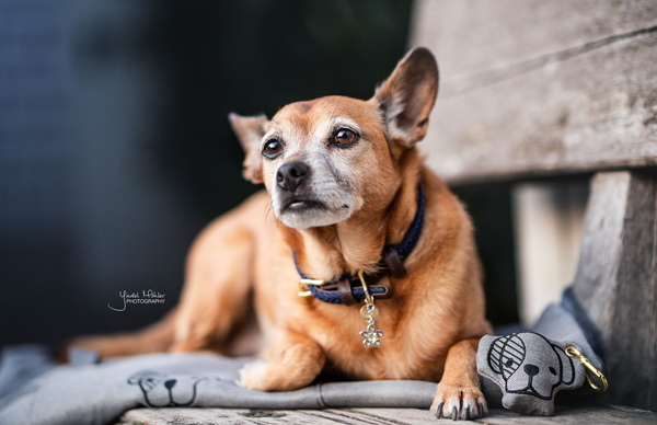 Obroża dla psa Kentucky Dogwear Plaited Nylon