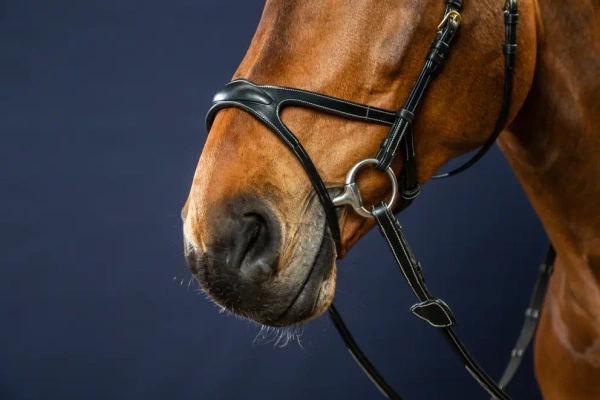 Ogłowie anatomiczne Dy'on D Collection X- FIT DYCCCD