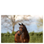 Ogłowie anatomiczne z nachrapnikiem szwedzkim ANKY® Pullback