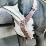 Szelki dla psa Kentucky Dogwear Loop Velvet