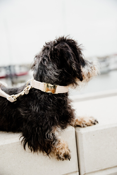 Obroża dla psa Kentucky Dogwear Wool