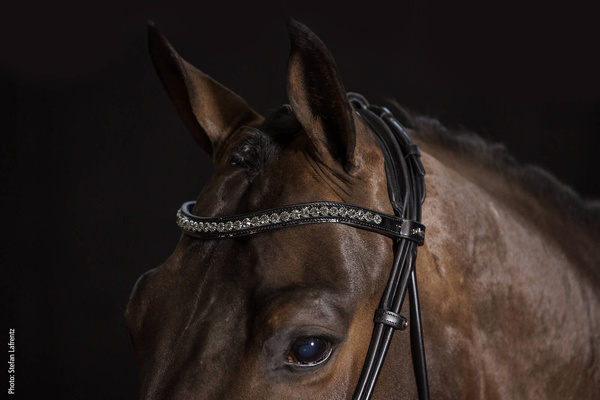 Ogłowie z nachrapnikiem szwedzkim Schockemöhle Sportse Westminster