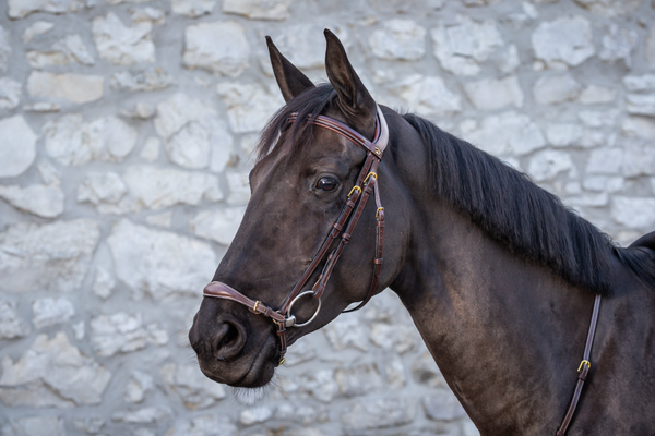 Ogłowie z nachrapnikiem hanowerskim Dy'on D Collection DYAAAE