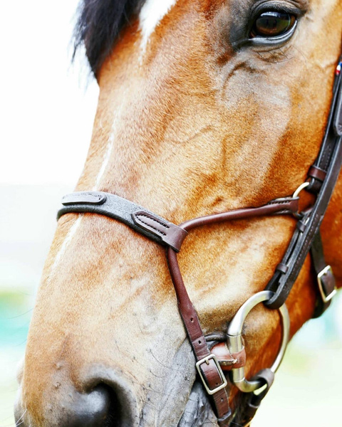 Ogłowie anatomiczne z opadającym naczółkiem IHWT Evolution Infinity