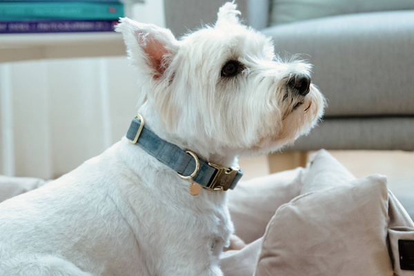 Obroża dla psa Kentucky Dogwear Velvet