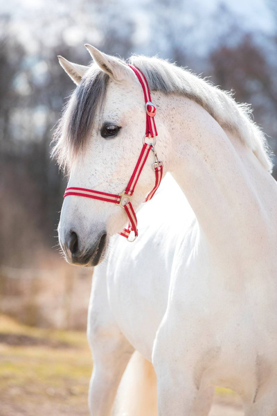 Kantar dla konia Covalliero Hippo