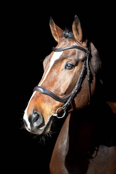 Ogłowie anatomiczne Schockemöhle Sports Equitus Delta