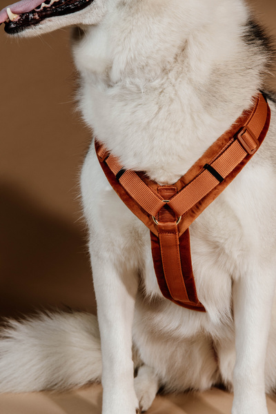 Szelki dla psa Kentucky Dogwear Active Velvet