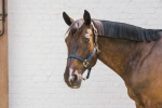 Kantar bezpieczny Kentucky Horsewear Breakaway