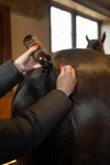Serum wspierające porost grzywy i ogona dla koni Grooming Deluxe Mane, Tail & Hair Growth Serum