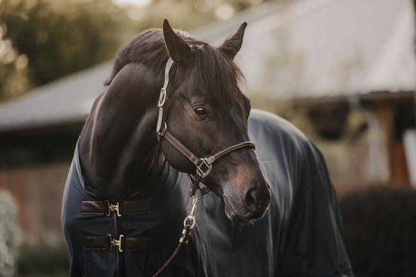 Kantar anatomiczny Kentucky Horsewear Anatomic Leather Halter