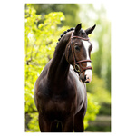 Ogłowie z podwójnym nachrapnikiem BR Bath