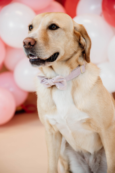 Kokarda do obroży dla psa Kentucky Dogwear Velvet