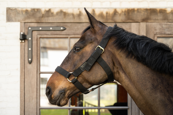 Kantar dla konia Kentucky Horsewear Heavy Duty