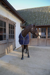 Derka osuszająca Kentucky Horsewear 3D Spacer Cooler Sheet