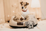 Zabawka dla psa Kentucky Dogwear Dog Head