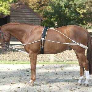 System do lonżowania API