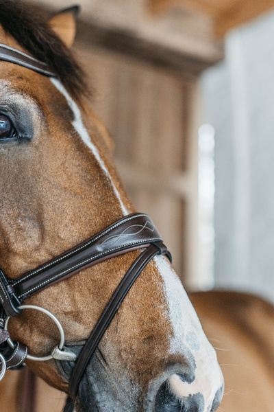 Ogłowie bezwędzidłowe 3w1 Dy'on Working Collection Motion WOCCCW