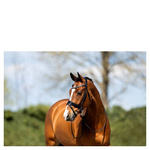 Ogłowie anatomiczne z lakierowanym nachrapnikiem szwedzkim ANKY®