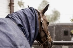 Kaptur-szalik dla konia Kentucky Horsewear Waterproof