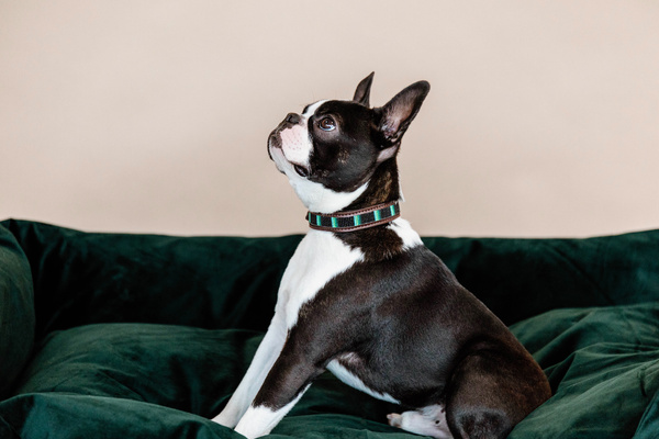 Obroża dla psa Kentucky Dogwear Pearls