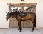 Czaprak wszechstronny Kentucky Horsewear Velvet Mini Pearls