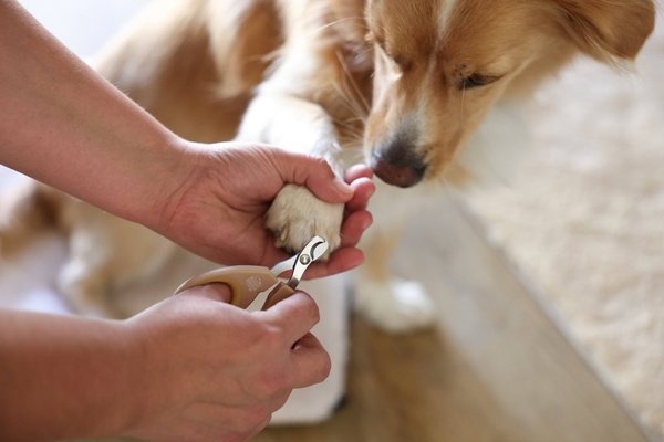 Nożyczki do pazurów dla zwierząt domowych Magic Brush