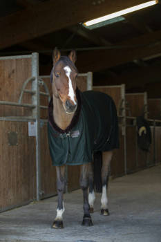 Derka osuszająca EQUITHÈME Teddy Cooler