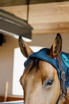 Nakładka magnetyczna na potylicę Kentucky Horsewear Recuptex