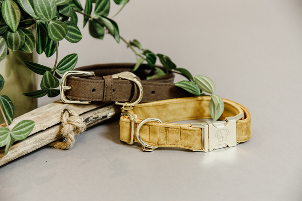 Obroża dla psa Kentucky Dogwear Velvet