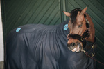 Derka magnetyczna Kentucky Horsewear Recuptex