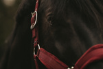 Kantar dla konia Kentucky Horsewear Velvet