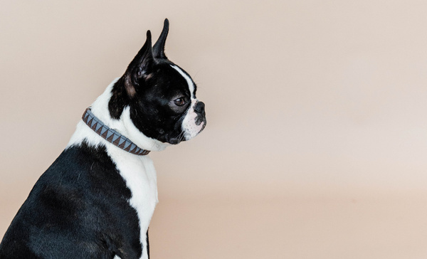 Obroża dla psa Kentucky Dogwear Triangle