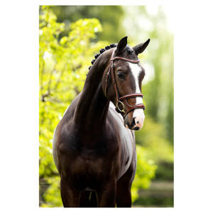 Ogłowie z podwójnym nachrapnikiem BR Bath