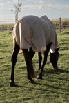 Derka siatkowa przeciw owadom z kapturem i osłoną brzucha Kentucky Horsewear Mesh Fly Rug Comfort Classic