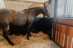 Mata amortyzująca uderzenia do boksu i przyczepy Kentucky Horsewear Kick Pad